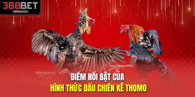 Điểm nổi bật của hình thức đấu chiến kê Thomo