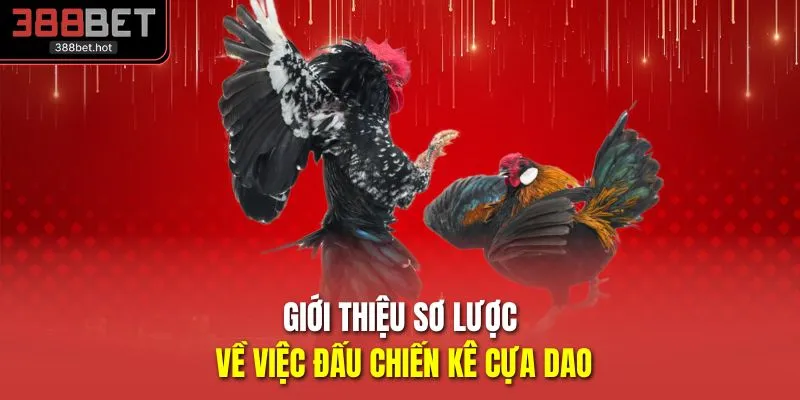 Giới thiệu sơ lược về việc đấu chiến kê cựa dao 