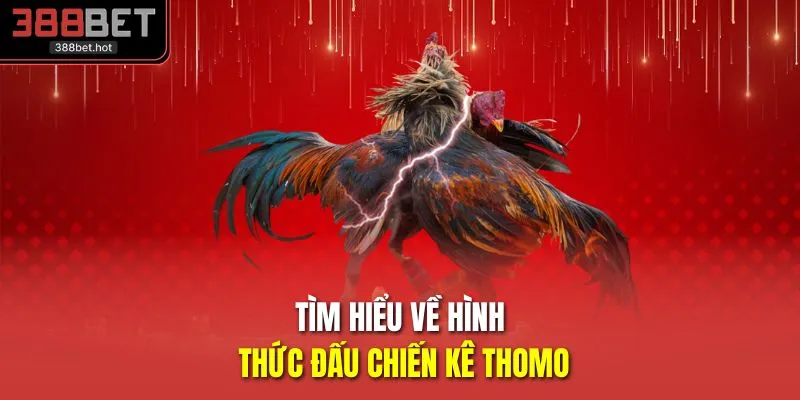 Tìm hiểu về hình thức đấu chiến kê Thomo