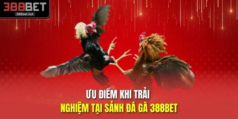 Ưu điểm khi trải nghiệm tại sảnh đá gà 388BET